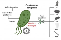 Pseudoplastic_graphical-abstract